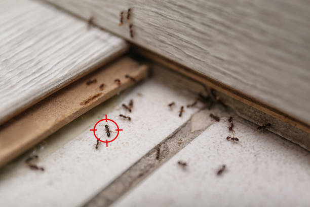 Pest Control Cost in Carlyle, IL