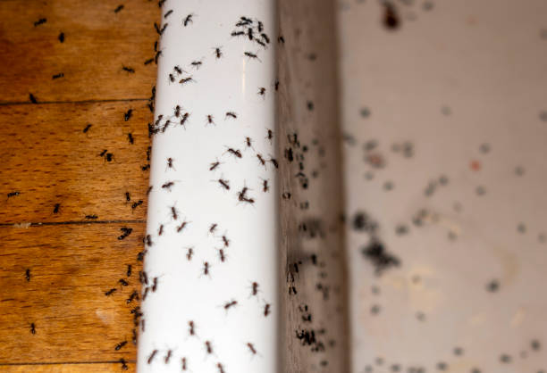 Best Wildlife Control Services  in Carlyle, IL